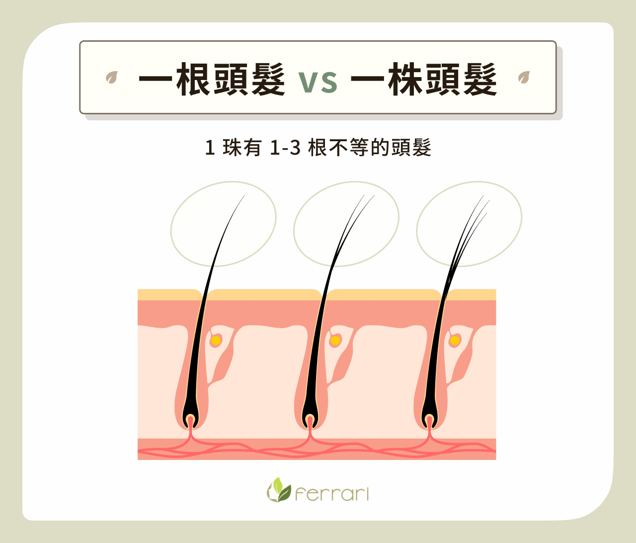 一根頭髮 VS 一株頭髮